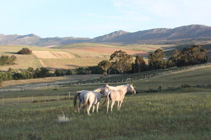 Shabach Farm Villa Hartebeesrivier Luaran gambar
